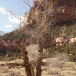 Zion Nationa Park - Utah